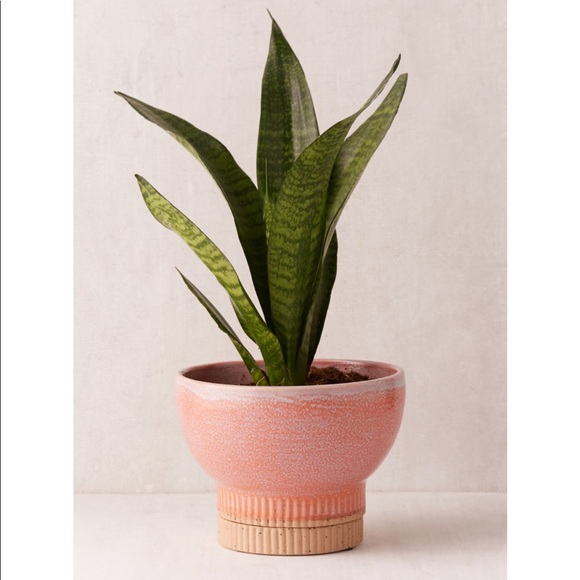 Urban Outfitters Other - Urban Outfitters Coral Planter Pot
